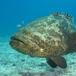 Jewfish Redux: Trump urged to restore the name and reverse a woke insult to Israel and Judeo-Christian heritage. The Goliath Grouper must go.