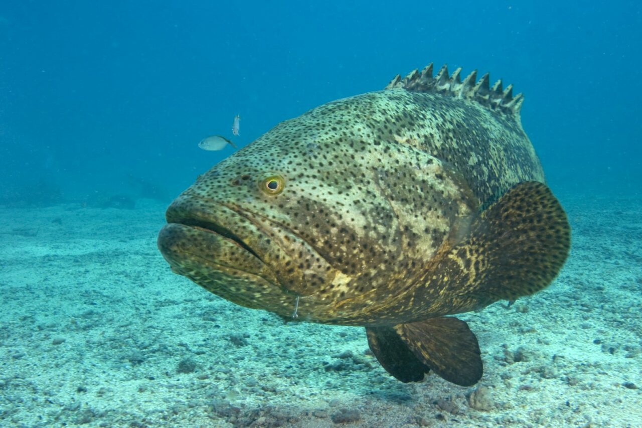 JEWFISH REDUX: WHY THE GOLIATH GROUPER MUST GO