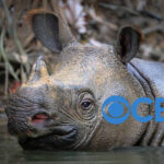 Late Night’s Javan Rhino: Stephen Colbert’s Late Show is canceled by CBS after massive losses. The proof that woke comedy doesn't sell.