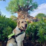 Donald is Top Dog: Fort Myers Labrador guides his blind Army vet handler to freedom and fame as a finalist for America’s 2025 Hero Dog Award.