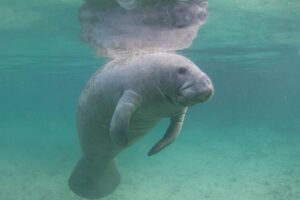 The Manatee Power Grab: Florida manatee lawsuit could let federal courts force state regulation—raising major constitutional questions.