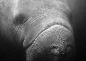 The Manatee Power Grab: Florida manatee lawsuit could let federal courts force state regulation—raising major constitutional questions.